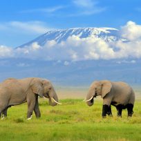 Amboseli