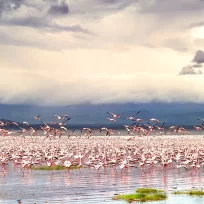 Lake Nakuru