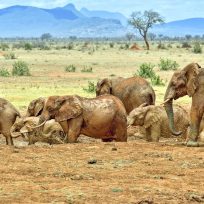 Tsavo